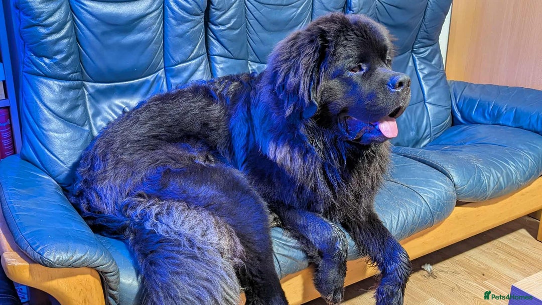 Mixed Breed dogs for sale: 🐾Loving Home Wanted – Newfoundland x St Bernard🐾 - Image 2
