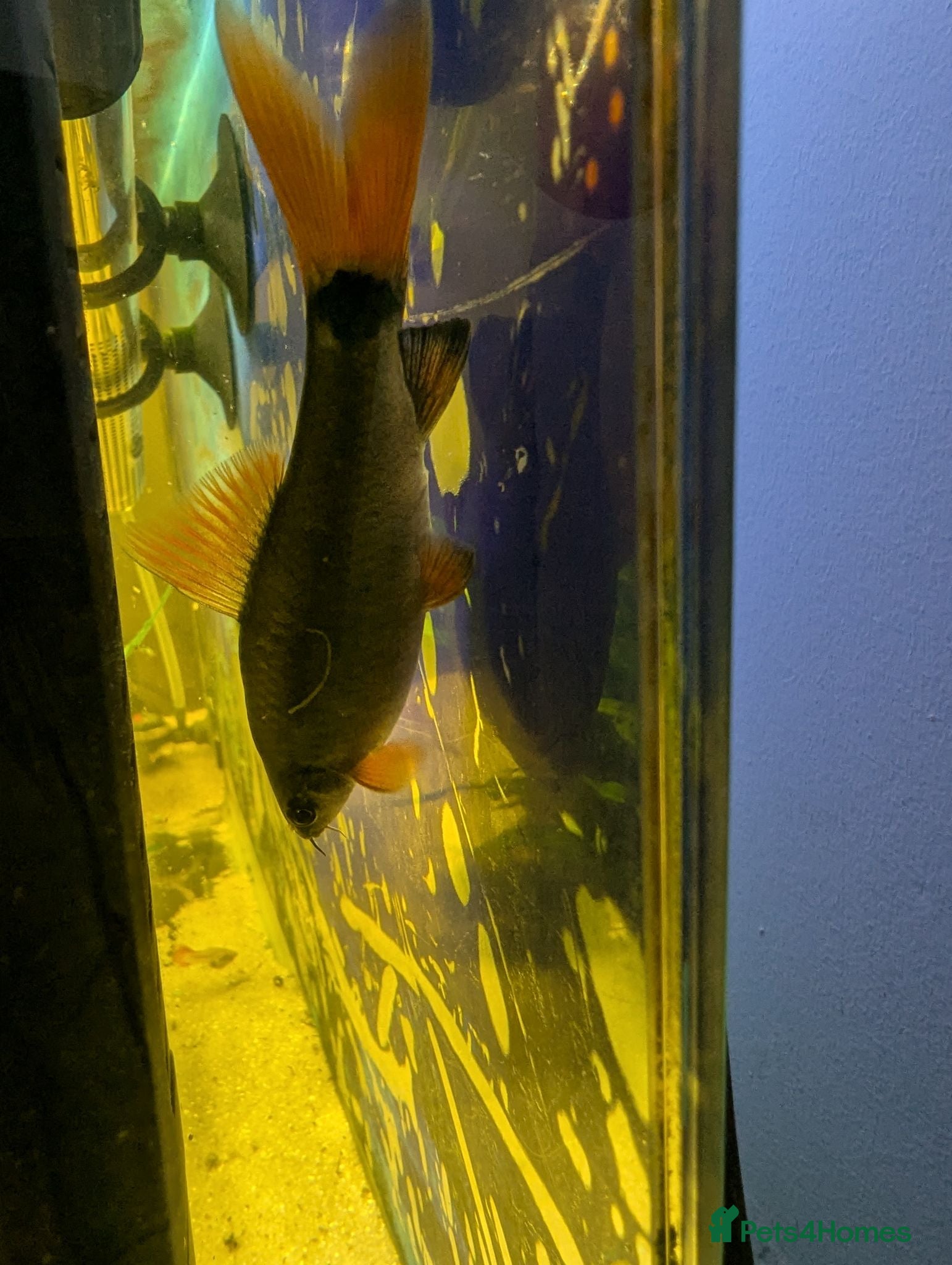 Sharks fish Redtail shark - Advert 1