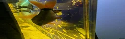 Sharks fish for sale: Redtail shark in Hyde - Advert 1