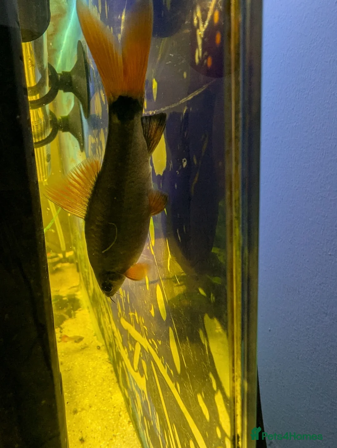 Sharks fish for sale: Redtail shark in Hyde - Advert 1
