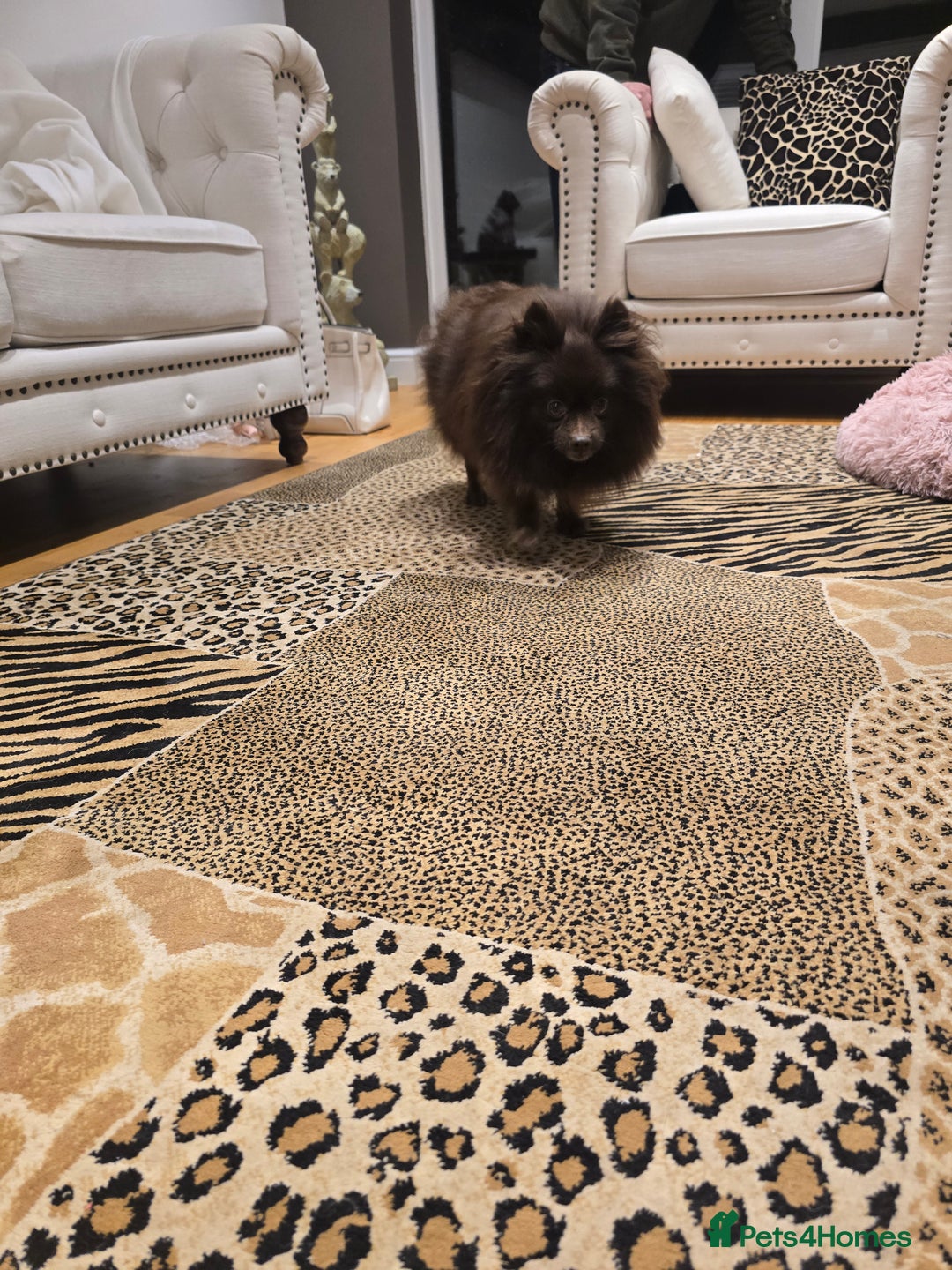 Pomeranian dogs for sale: Stunningly beautiful Pomeranian babies - Advert 27