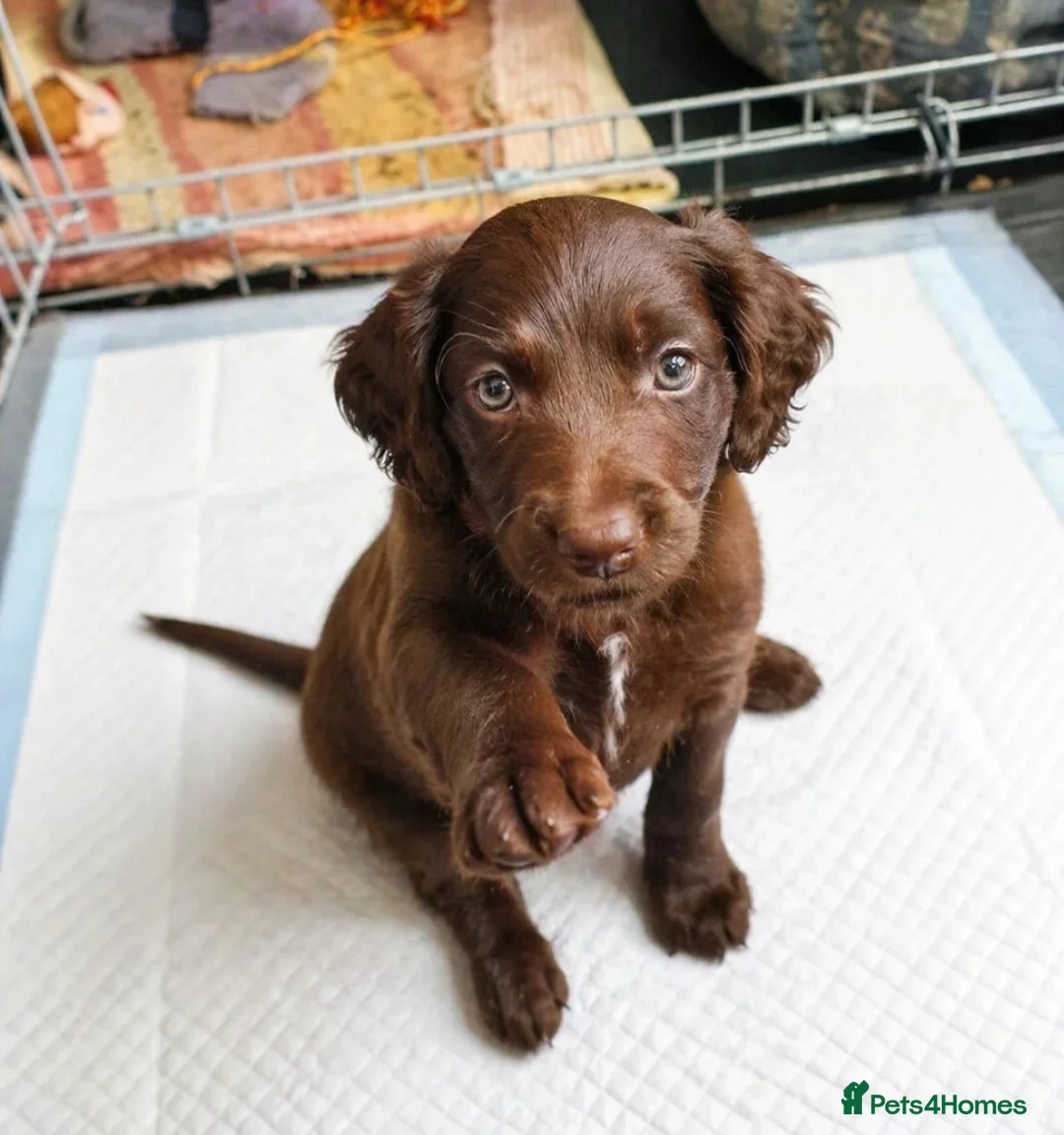 Cockapoo dogs for sale: Beautiful Cockapoo Pups Looking for Forever Homes in Reigate - Advert 5