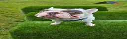 French Bulldog dogs for sale: Sad sale  - Advert 3