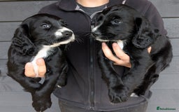 Cocker Spaniel dogs for sale: Beautiful Cocker Girl Pups, READY TO LEAVE-27.7.25 - Image 8