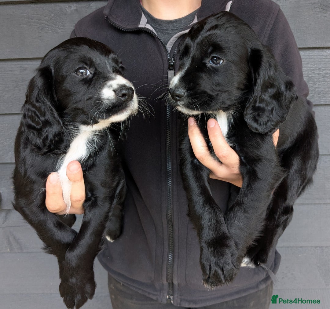 Cocker Spaniel dogs for sale: Beautiful Cocker Girl Pups, READY TO LEAVE-27.7.25 - Image 8