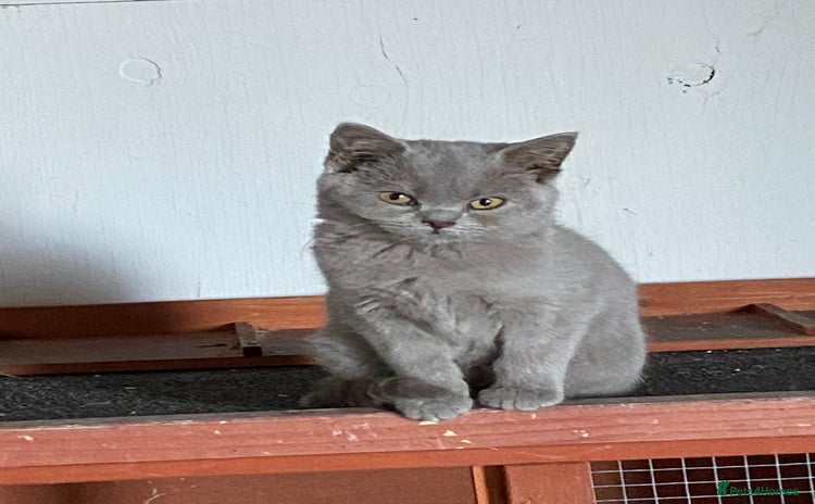 British Shorthair cats - Advert 11