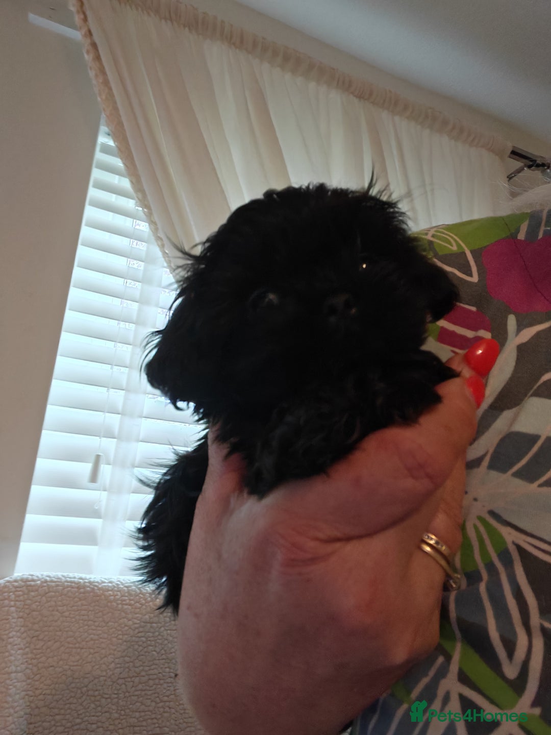 Shihpoo dogs for sale: imperial shihtzu xshipoo - Image 4