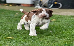 Bracco Italiano dogs for sale: This sweet boy is available  - Advert 6