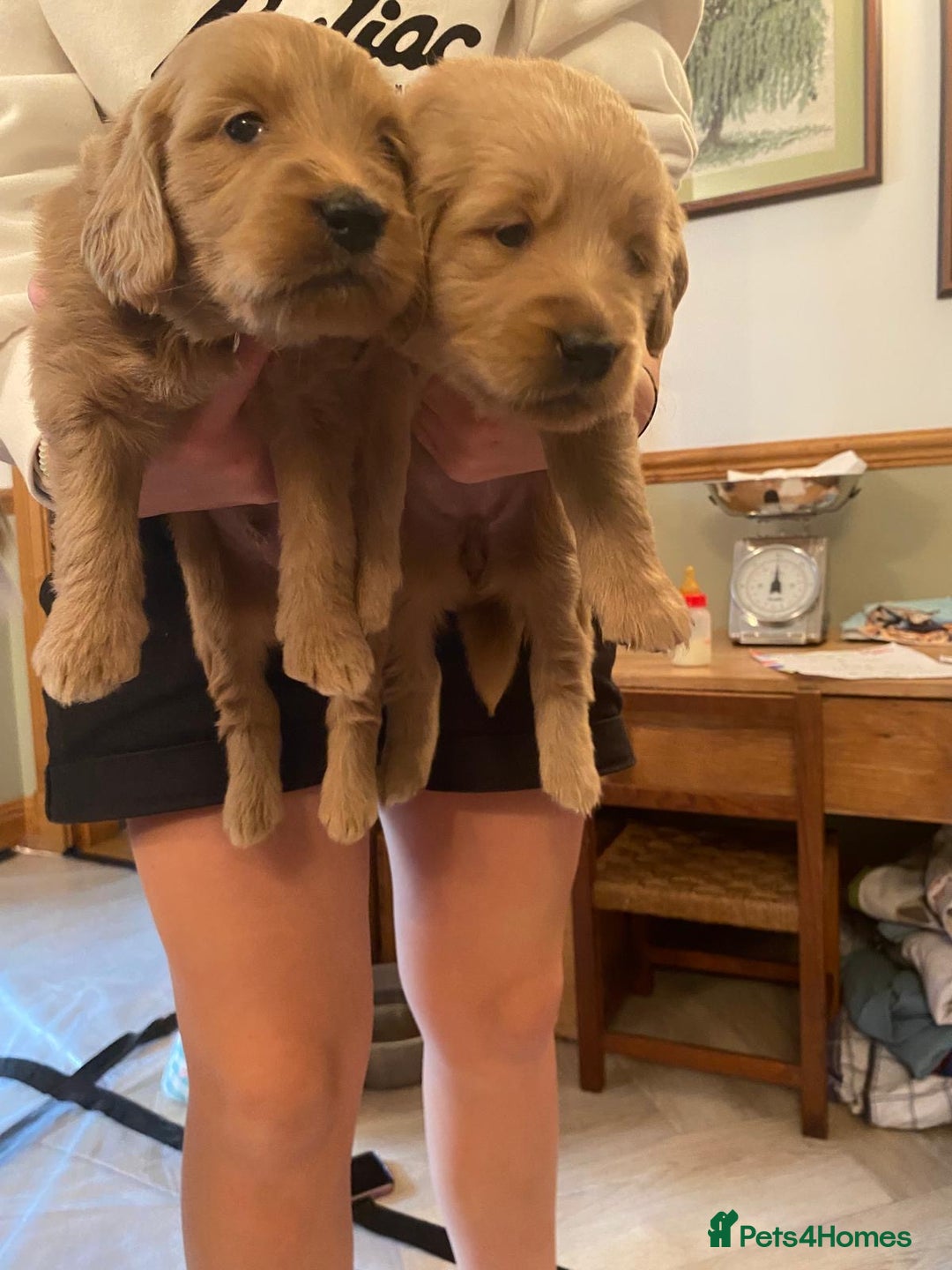 Goldendoodle dogs for sale: Golden doodle puppies ready 12th September  - Image 10
