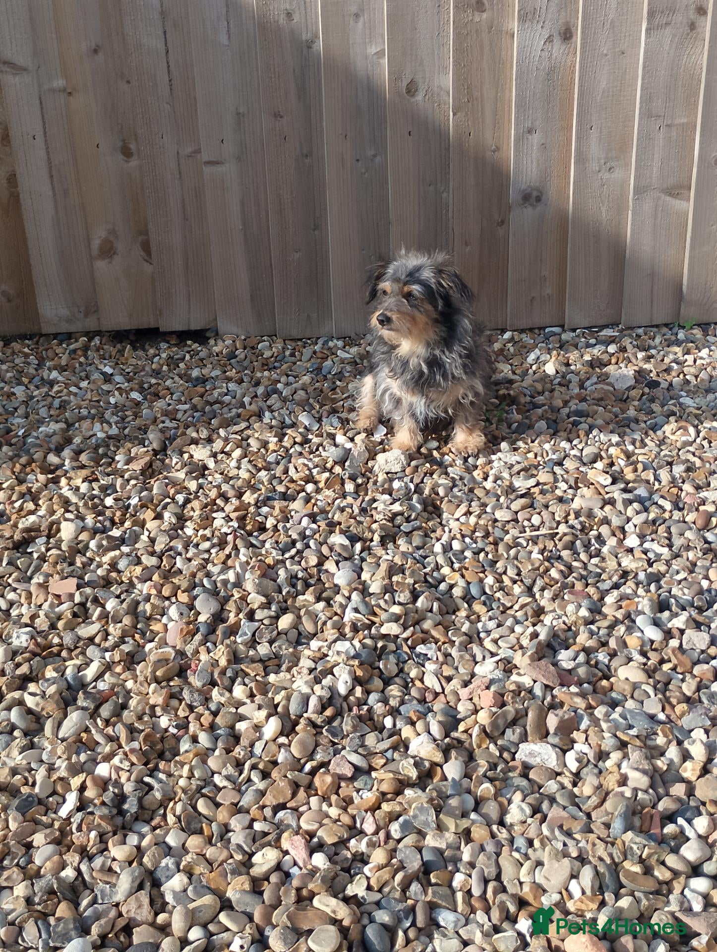Mixed Breed dogs for sale: Chorkie cross  - Advert 3