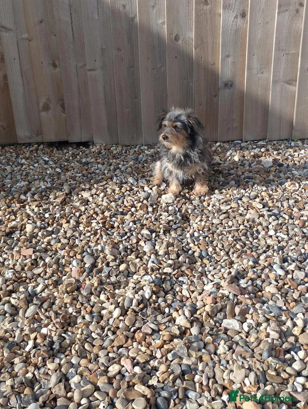 Mixed Breed dogs for sale: Chorkie cross  - Advert 1