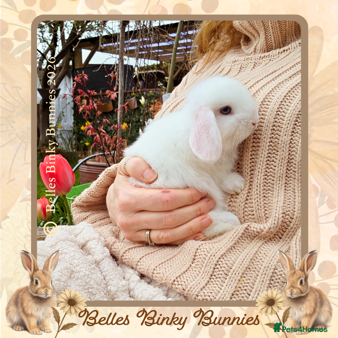 Mini Lop rabbits 🌷Baby Boy Mini Lop - 1 left🌷 Ready 26th April 🌷 - Advert 1
