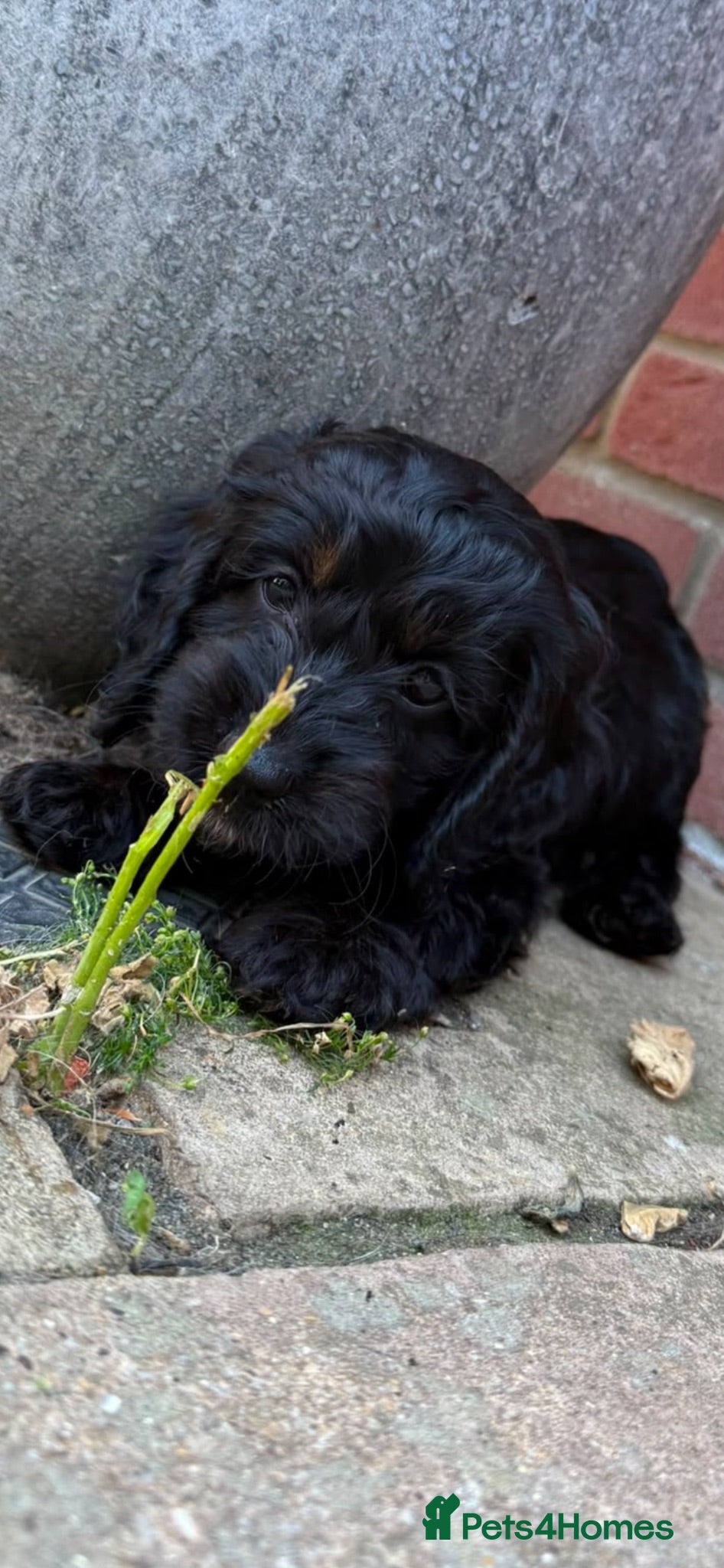 Cockapoo dogs F1 cockapoos 2 beautiful girls available  - Advert 2