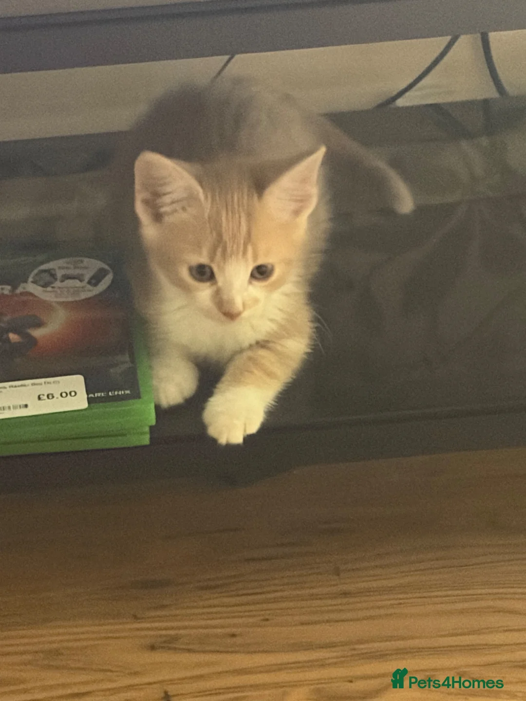 Turkish Angora cats for sale: Kitten for sale, make a good cat  in Macclesfield - Advert 1