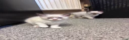 Ragdoll cats for sale: Beautiful pedigree kittens  in Peterborough - Advert 7