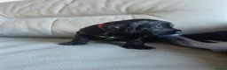 Cocker Spaniel dogs for sale: Cocker spaniel pups - Advert 2