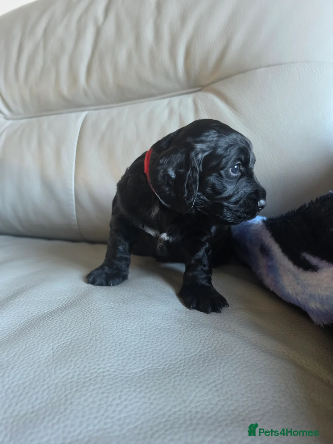 Cocker Spaniel dogs for sale: Cocker spaniel pups - Advert 2