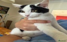 Mixed Breed cats for sale: British shorthair 5 mix kittens  - Image 21