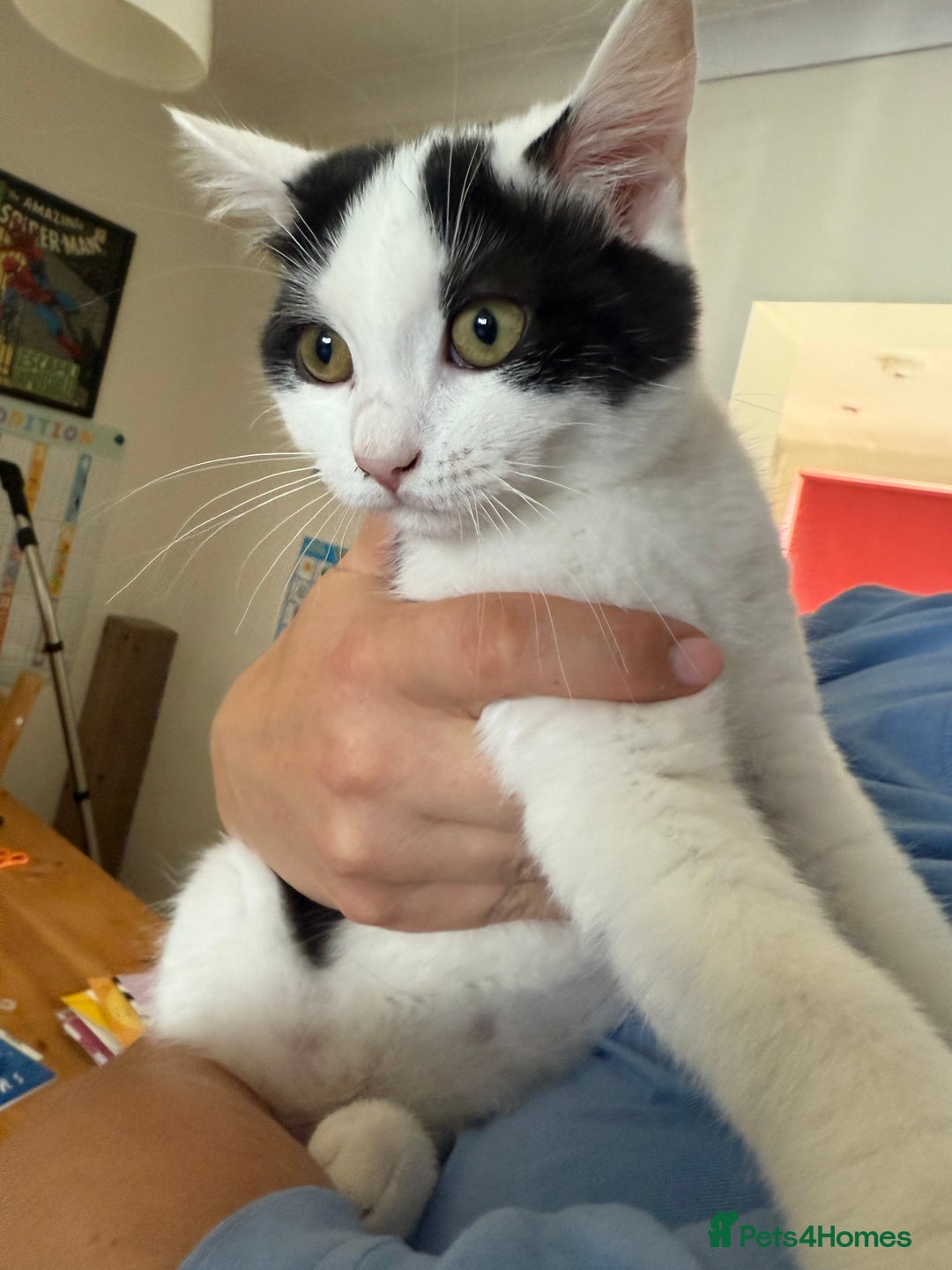 Mixed Breed cats for sale: British shorthair 5 mix kittens  - Image 21