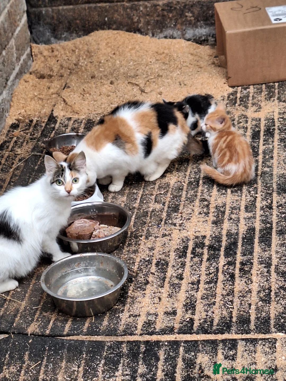 Mixed Breed cats for sale: Adorable kittens with stunning markings  - Advert 2