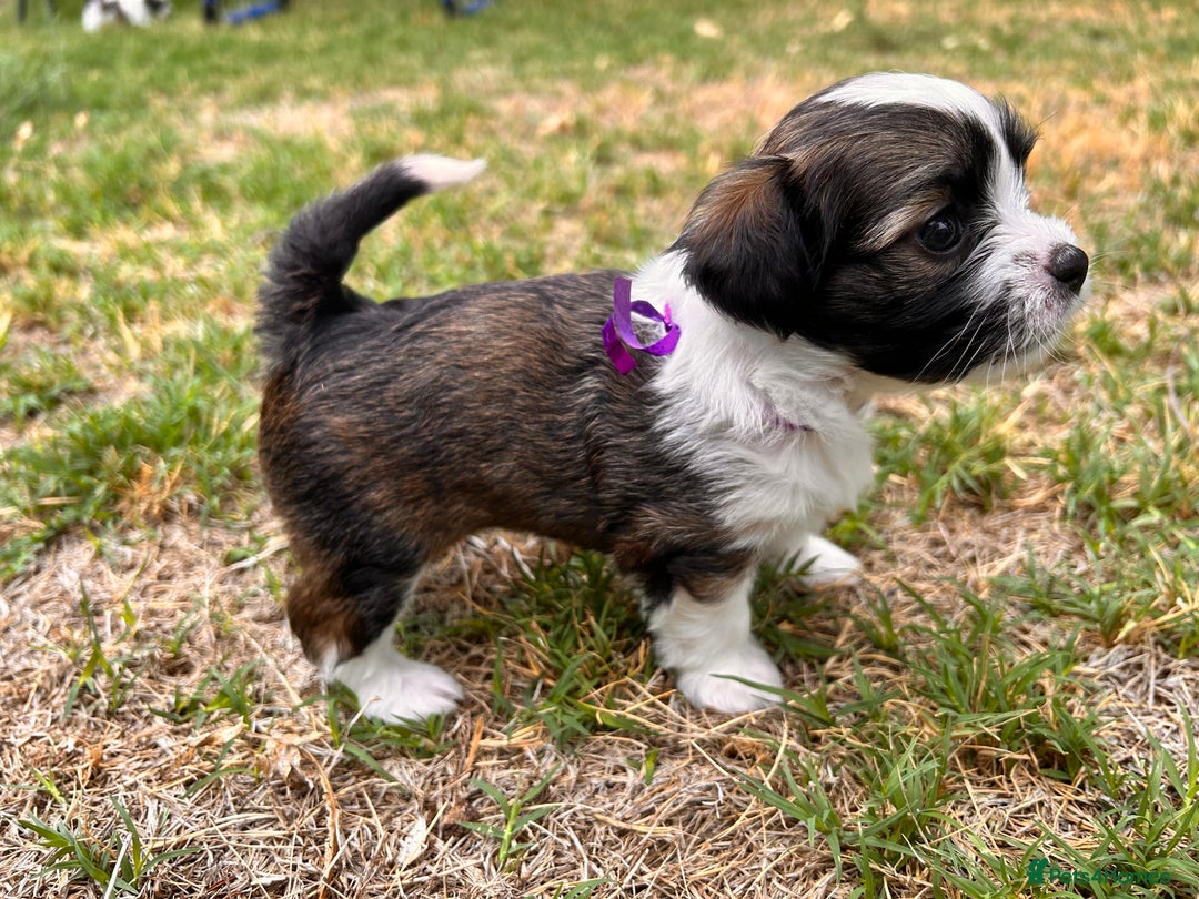 Shih Tzu dogs for sale: Shih Tzu puppy ready for you and your family - Image 4