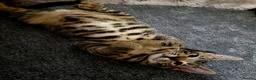 Bengal cats for sale: Bengal kittens - Advert 8
