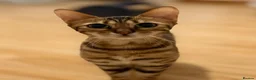 Bengal cats for sale: 2 F Pedigree Bengal cats urgent moving  - Advert 2
