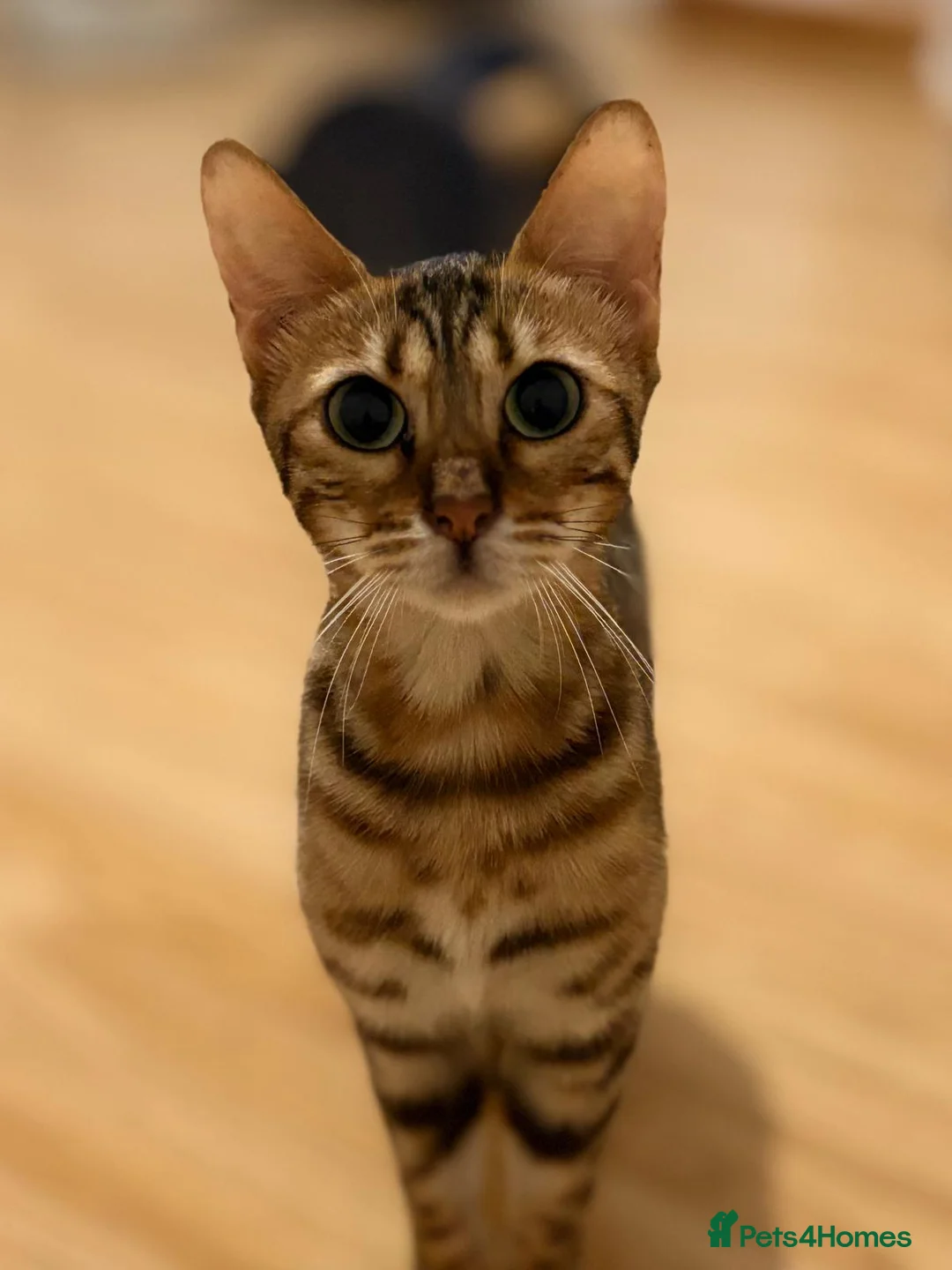 Bengal cats for sale: 2 F Pedigree Bengal cats urgent moving  - Advert 2