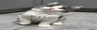 Maine Coon Ragdoll Kitten 