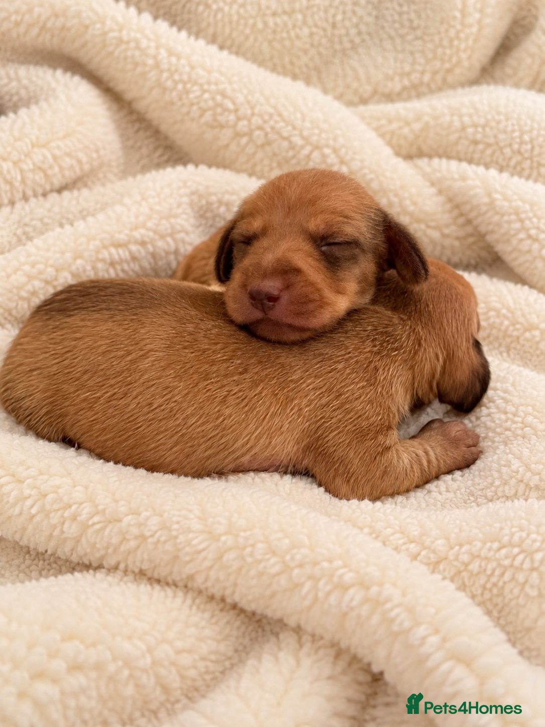 Miniature Dachshund dogs 🤍exceptional KC PRA clear miniature dachshunds   - Advert 2