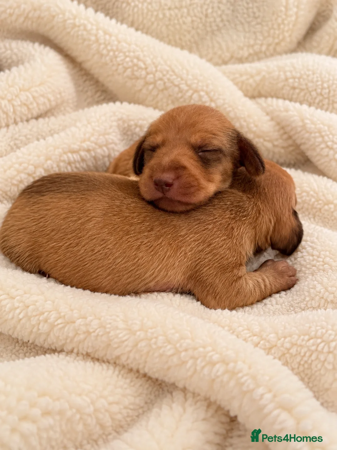 Miniature Dachshund dogs for sale: 🤍exceptional KC PRA clear miniature dachshunds   - Advert 2