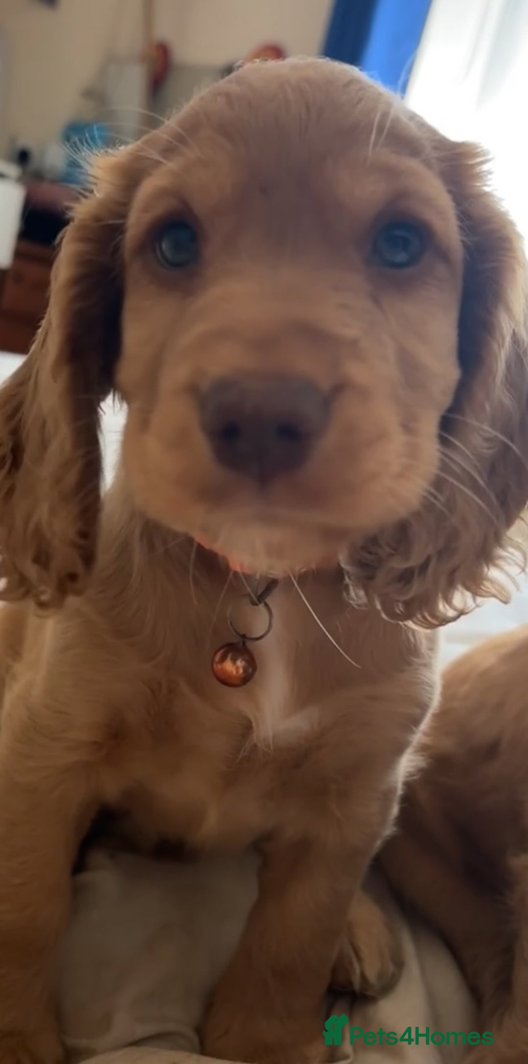 Cocker Spaniel dogs for sale: Gold show cocker pups ready now  - Image 8