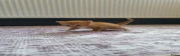 Mixed Breed cats for sale: 1 male kitten ! - Advert 6