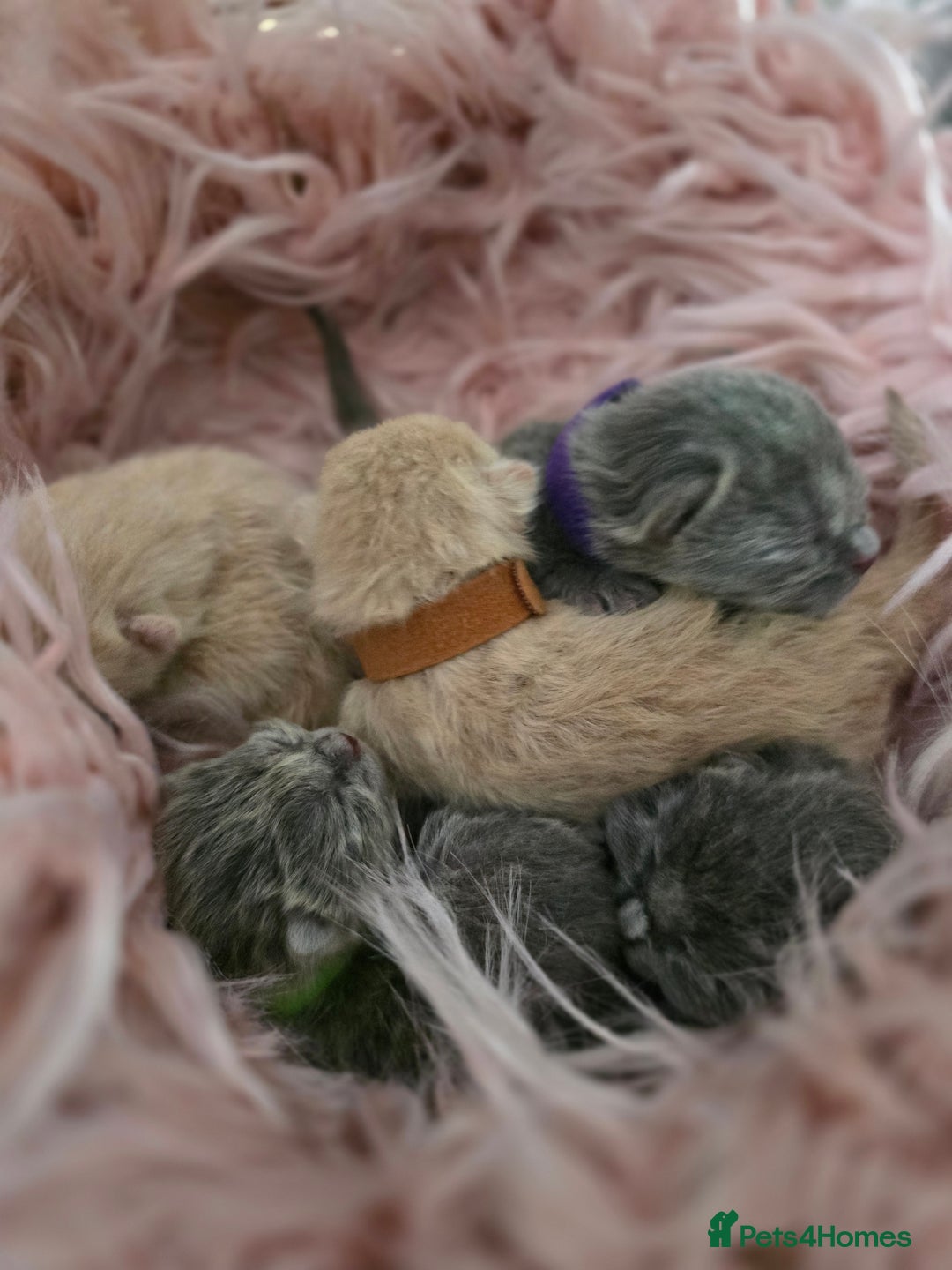British Shorthair cats for sale: Beautiful Kittens looking forever home 😍😸 - Image 2