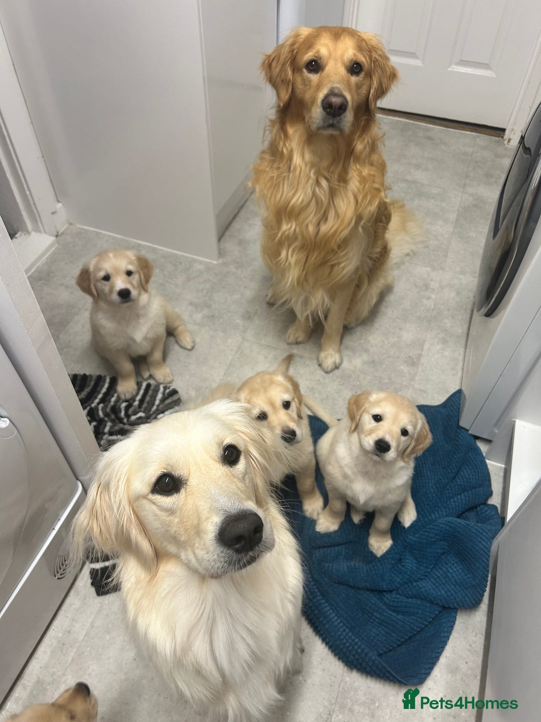 Golden Retriever dogs for sale: Golden retriever puppies  - Image 16