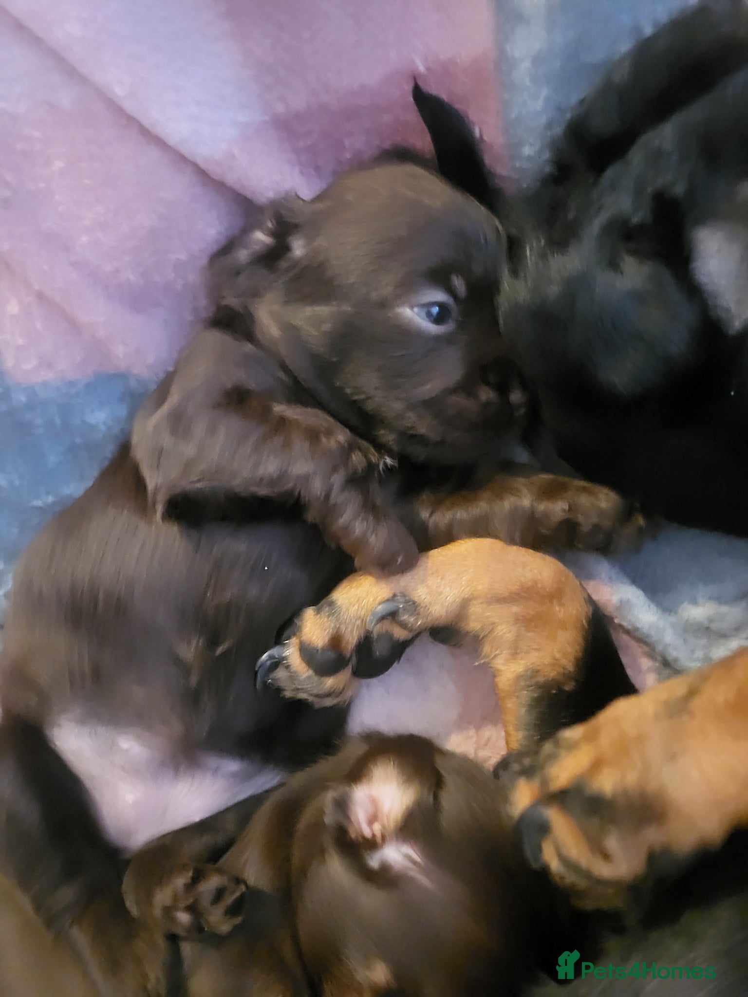 Mixed Breed dogs for sale: 🐾🐾 BEAUTIFUL DACHSHUND/SHI-POO PUPPIES . in Bridgend - Advert 7