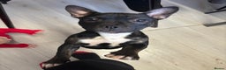 Mixed Breed dogs for sale: Frenchie x staffie  - Advert 1
