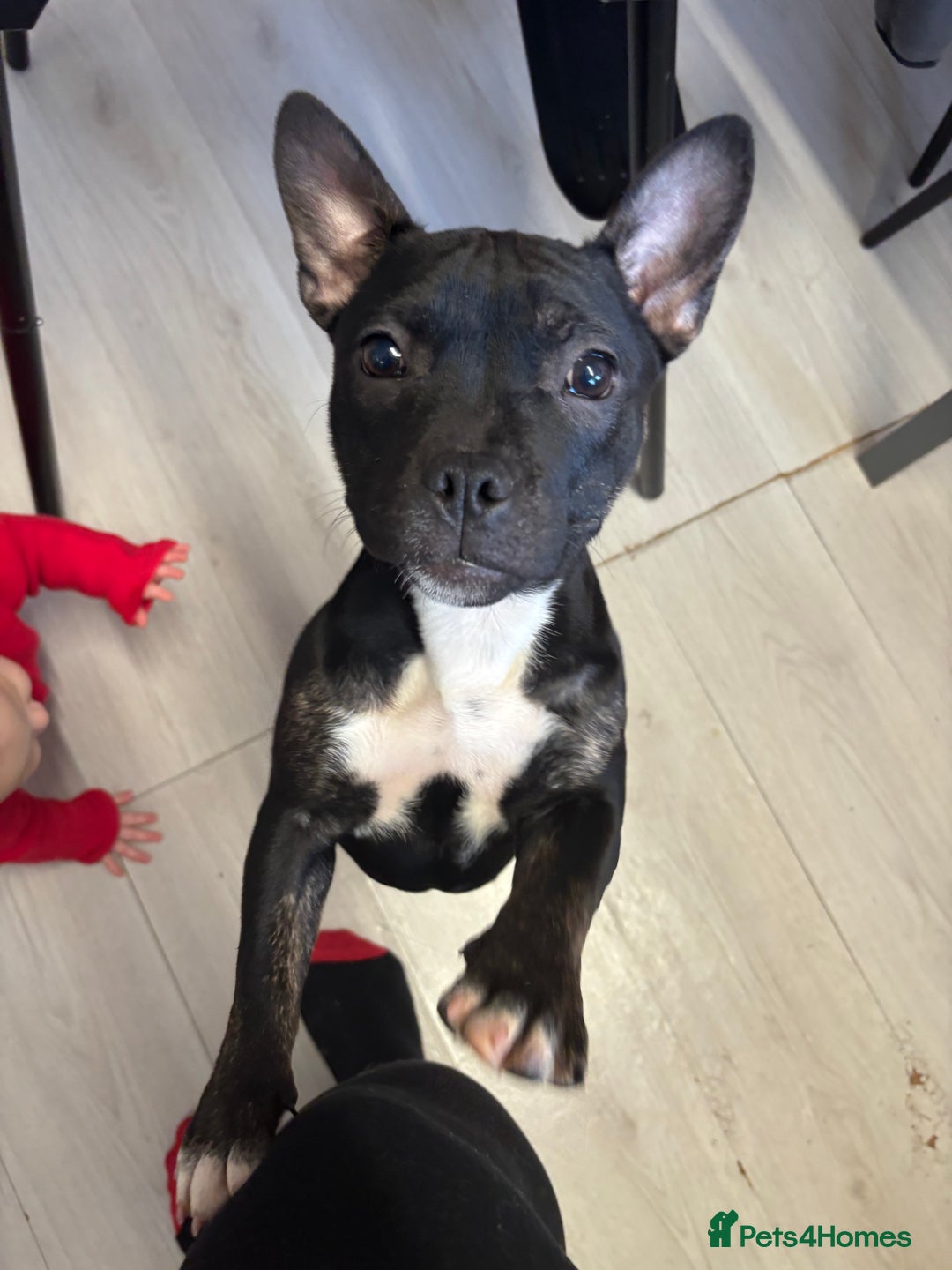Mixed Breed dogs for sale: Frenchie x staffie  - Advert 1