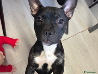 Mixed Breed dogs Frenchie x staffie - Advert 1