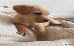 Labrador Retriever dogs for sale: Beautiful 8-Week Labrador Puppy – Loving & Calm - Image 5