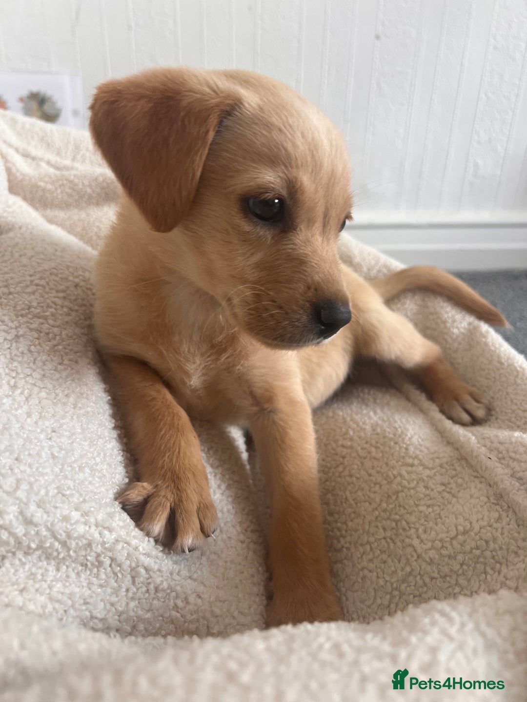 Labrador Retriever dogs for sale: Beautiful 8-Week Labrador Puppy – Loving & Calm - Image 5