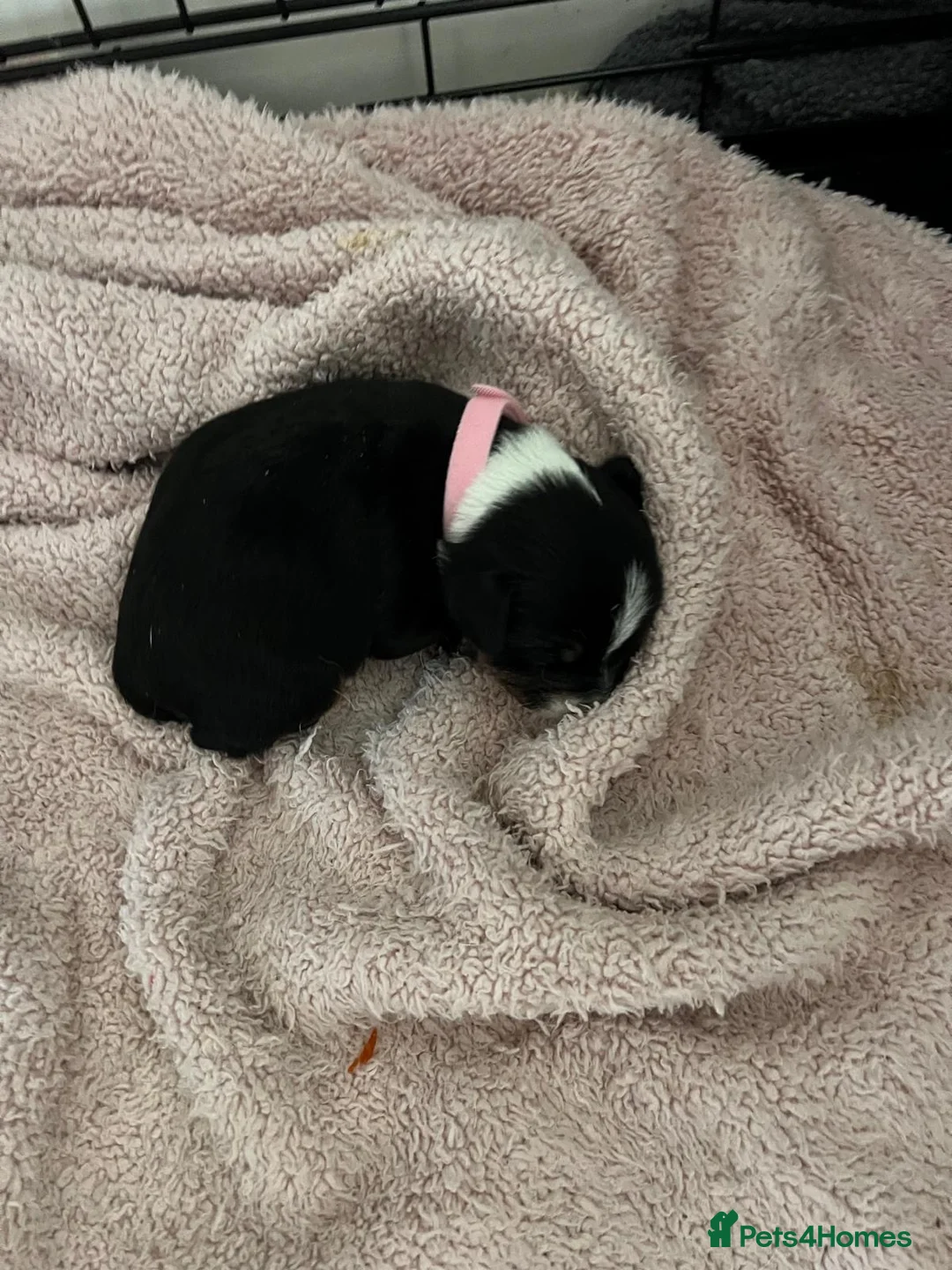 Mixed Breed dogs for sale: 4 Beautiful Pug X Puppies in Hull - Advert 2