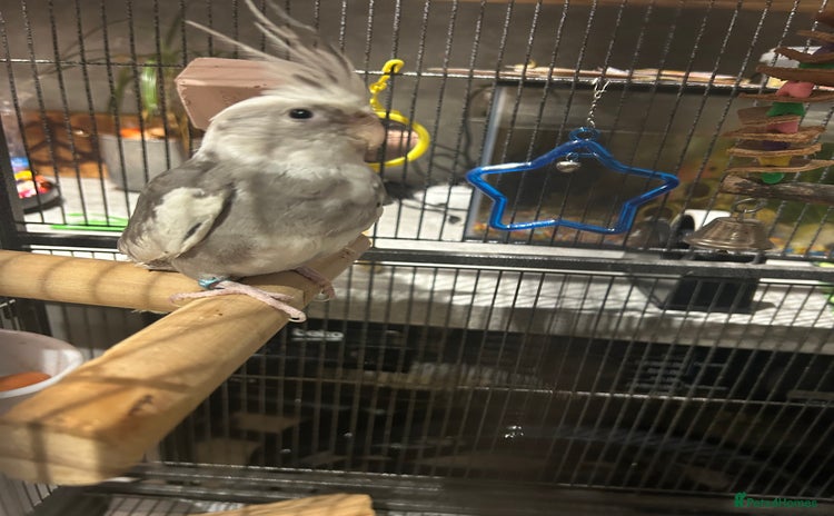 Cockatiels birds - Advert 5