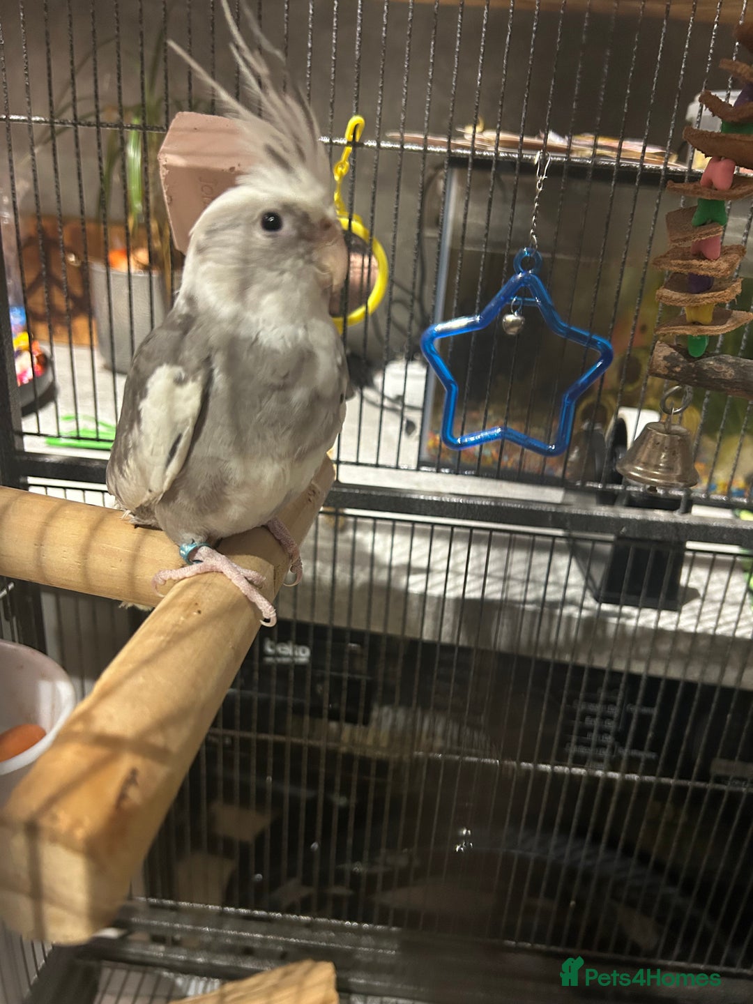Cockatiels birds for sale: Beautiful, vocal baby cockatiel male - Image 1