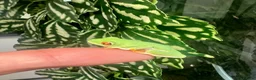 Frog reptiles for sale: Various dart frogs and tree frogs  - Advert 16