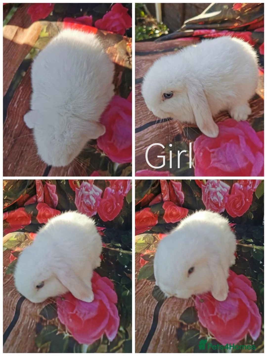 Mini Lop rabbits for sale: Mini lop baby rabbits  - Advert 2