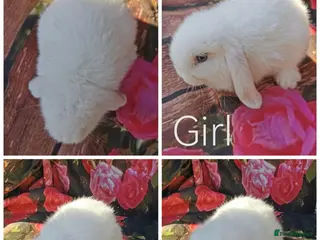 Mini Lop rabbits Mini lop baby rabbits - Advert 4
