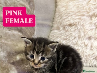 Maine Coon cats 5 MAINE COON X BABIES FOR SALE - Advert 17