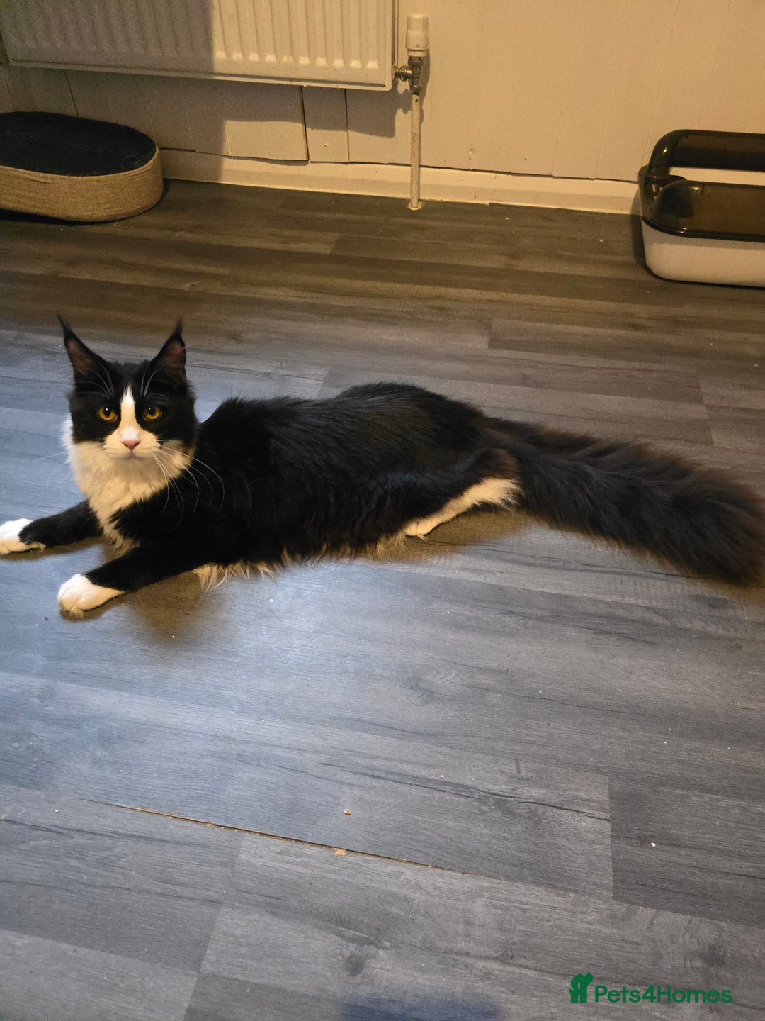 Maine Coon cats for sale: Stunning Active Adult Female Black Bicolor - Advert 12