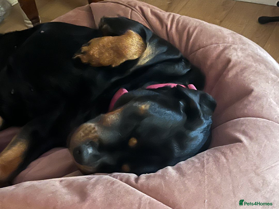 Rottweiler dogs for sale: 🐾🐶PUREBRED ROTTWEILER PUPPIES–DEPOSITS OPEN 🐶🐾 - Advert 7